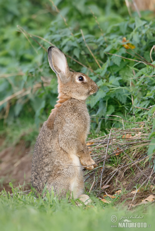 Králik divý (Oryctolagus cuniculus)