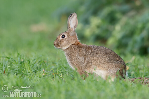 Králik divý (Oryctolagus cuniculus)