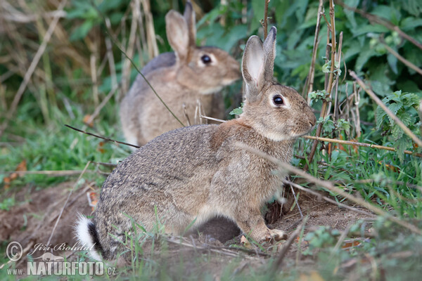 Králik divý (Oryctolagus cuniculus)