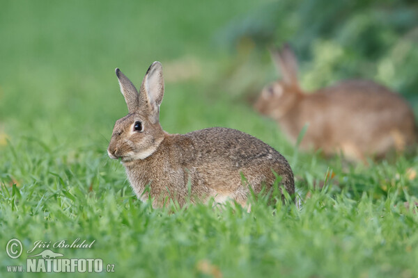 Králik divý (Oryctolagus cuniculus)