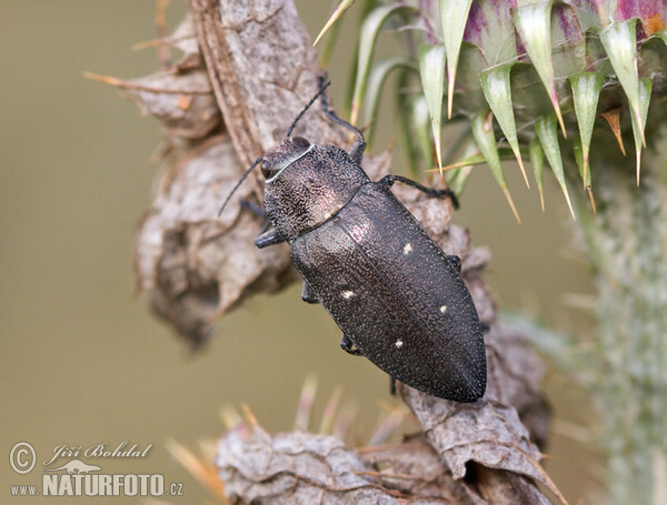 Krasec (Chalcophorella stigmatica)