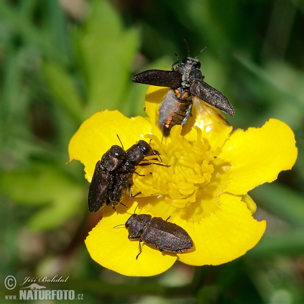 Krasec čtyřtečný (Anthaxia quadripunctata)