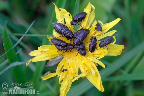 Krasec čtyřtečný (Anthaxia quadripunctata)