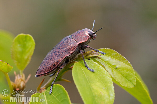 Krasec hnědý (Perotis lugubris)