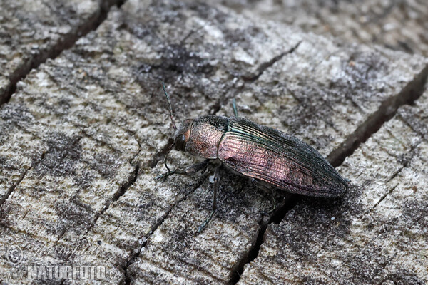 Krasec lesní (Buprestis rustica)