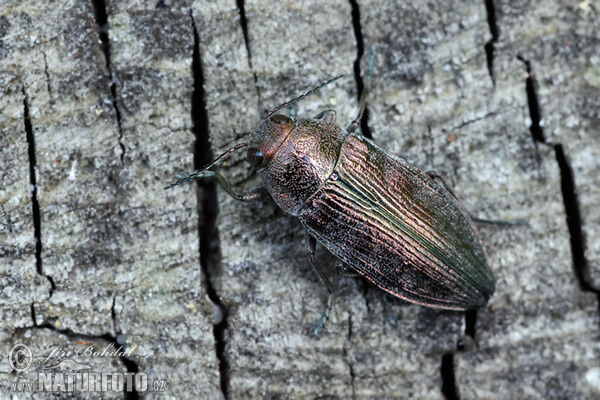 Krasec lesní (Buprestis rustica)