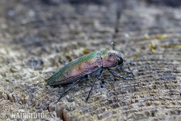 Krasec lesní (Buprestis rustica)