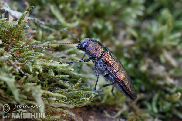 Krasec lesní (Buprestis rustica)