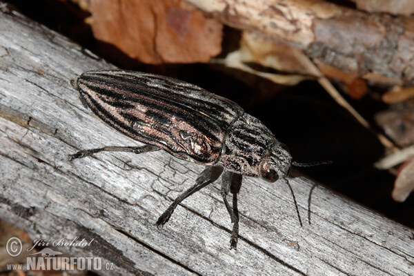 Krasec měďák (Chalcophora mariana)