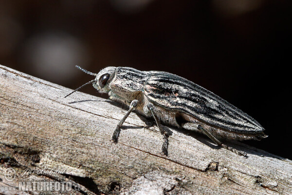 Krasec měďák (Chalcophora mariana)