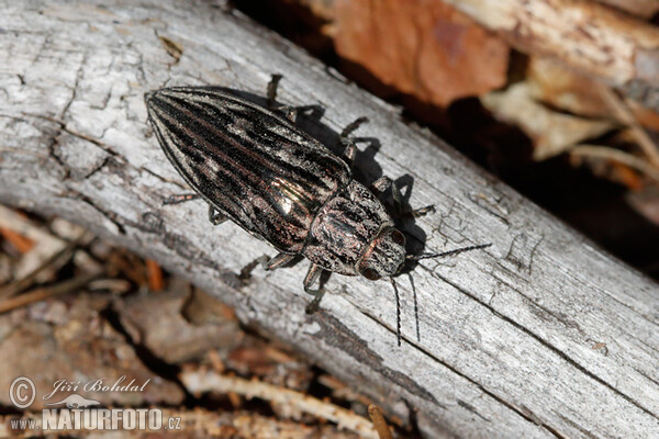 Krasoň borovicový (Chalcophora mariana)