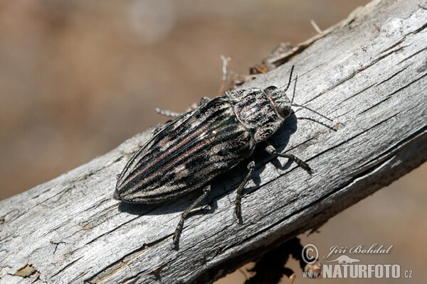 Krasoň borovicový (Chalcophora mariana)