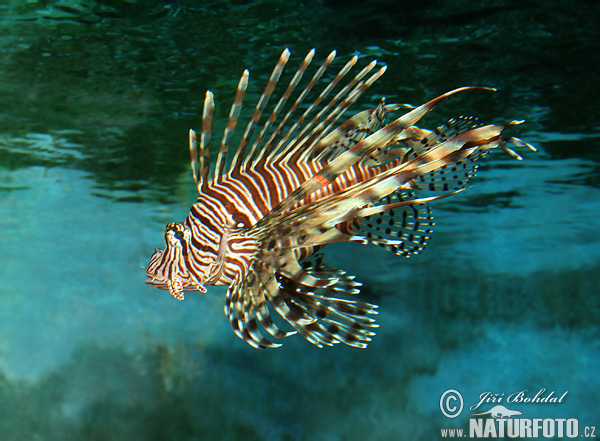 Krídlovec ohnivý (Pterois volitans)