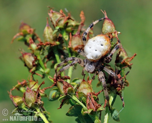 Křižák čtyřskvrnný (Araneus quadratus)