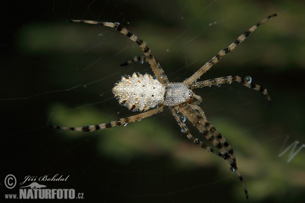 Křižák laločnatý (Argiope lobata)