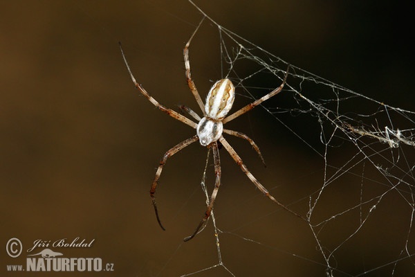 Křižák laločnatý (Argiope lobata)