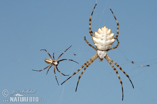 Křižák laločnatý (Argiope lobata)