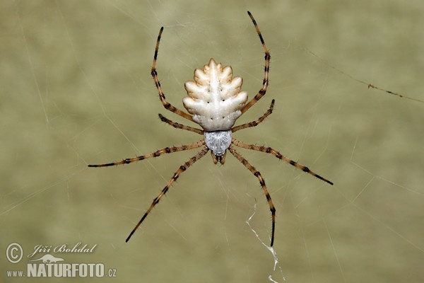 Křižák laločnatý (Argiope lobata)