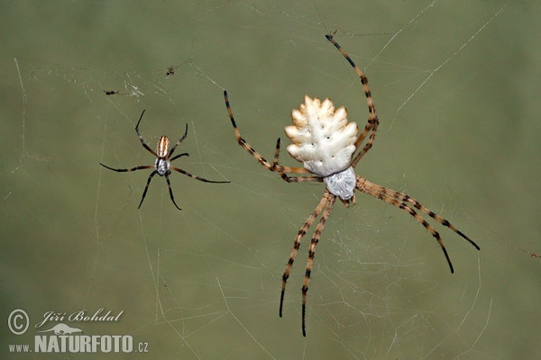 Křižák laločnatý (Argiope lobata)