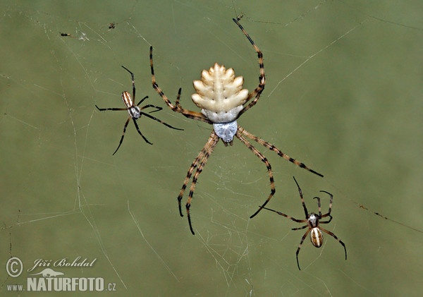 Křižák laločnatý (Argiope lobata)