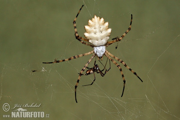 Křižák laločnatý (Argiope lobata)