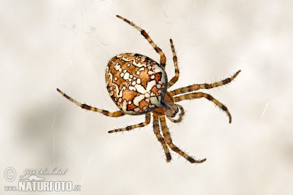 Křižák obecný (Araneus diadematus)