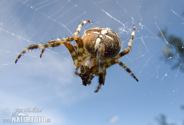 Křižák obecný (Araneus diadematus)