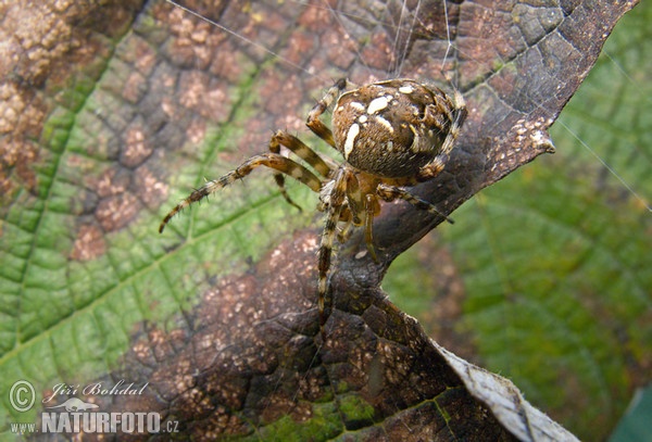 Křižák obecný (Araneus diadematus)