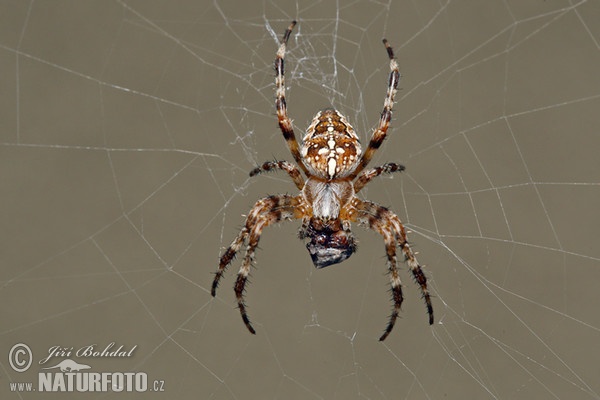 Křižák obecný (Araneus diadematus)