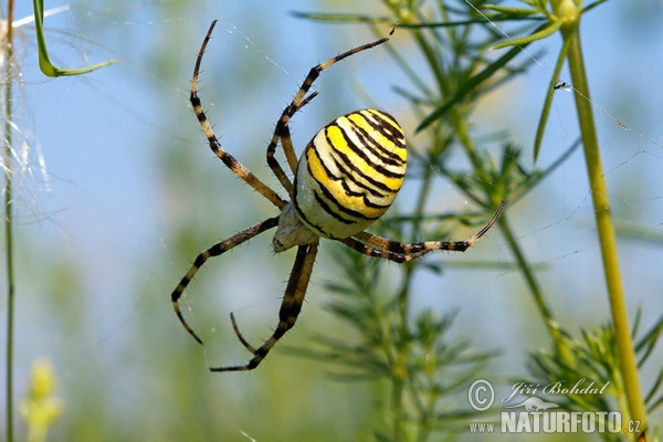 Křižák pruhovaný (Argiope bruennichi)