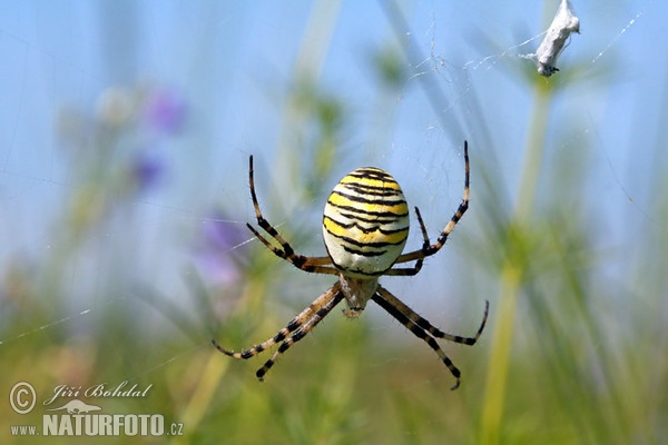 Křižák pruhovaný (Argiope bruennichi)