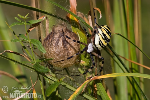 Křižák pruhovaný (Argiope bruennichi)