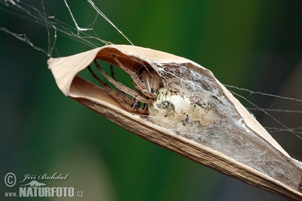 Křižák rákosní (Larinioides cornutus)