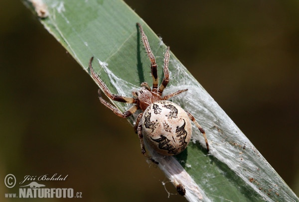 Křižák rákosní (Larinioides cornutus)