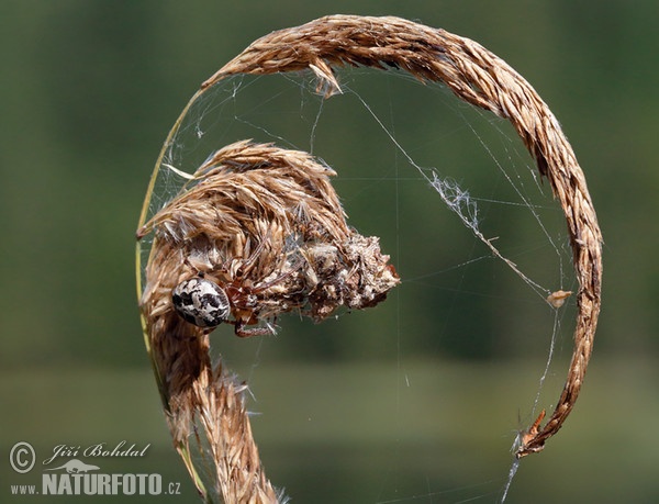 Křižák rákosní (Larinioides cornutus)