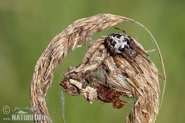 Křižák rákosní (Larinioides cornutus)