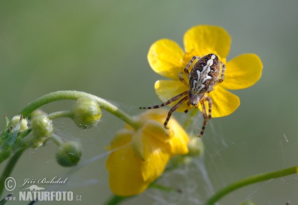 Křižák skvostný (Aculepeira ceropegia)