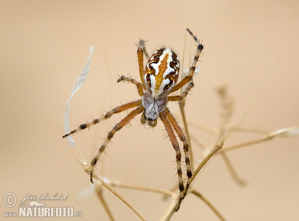 Křižák strakatý (Aculepeira armida)