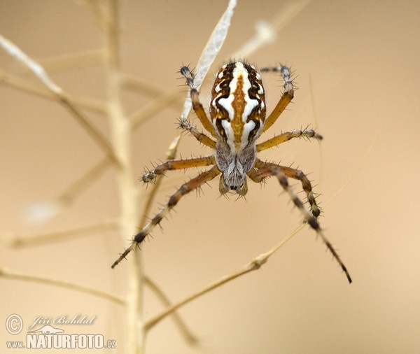 Křižák strakatý (Aculepeira armida)