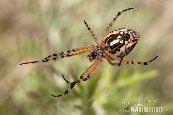 Křižák strakatý (Aculepeira armida)