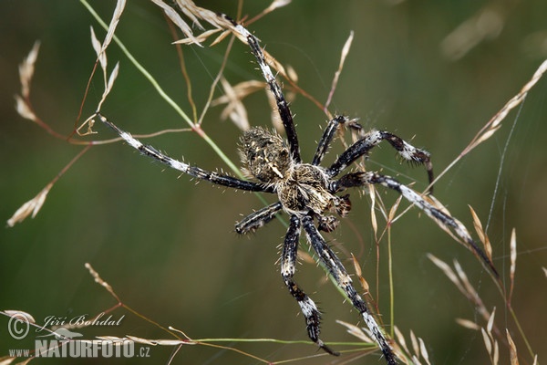 Křižák stromový (Araneus saevus)