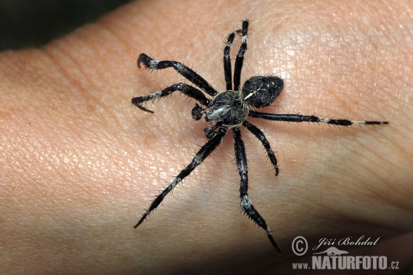 Křižák stromový (Araneus saevus)