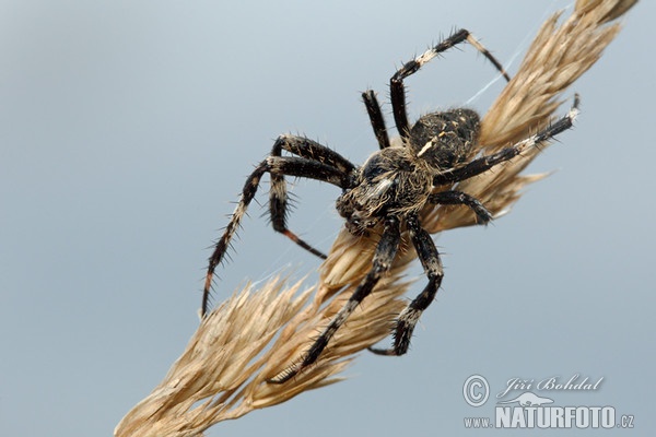 Křižák stromový (Araneus saevus)