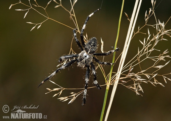 Křižák stromový (Araneus saevus)