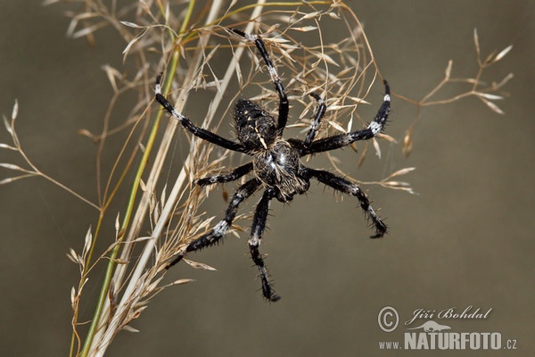 Křižák stromový (Araneus saevus)