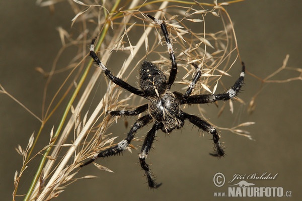 Křižák stromový (Araneus saevus)