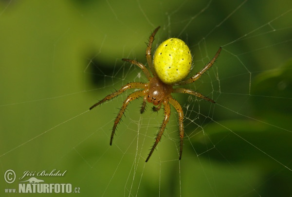 Křižák zelený (Araniella cucurbitina)