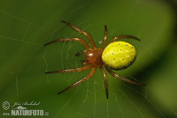 Křižák zelený (Araniella cucurbitina)