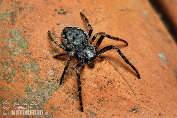 Križiak podkorny (Nuctenea umbratica)