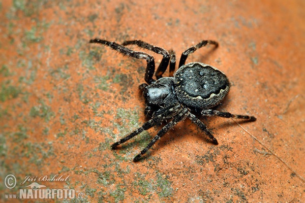 Križiak podkorny (Nuctenea umbratica)